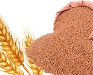 Ranmeva Way Back to the Origin khapli Wheat ,(Emmer Wheat)