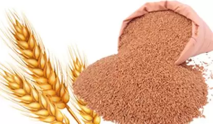 Ranmeva Way Back to the Origin khapli Wheat ,(Emmer Wheat)