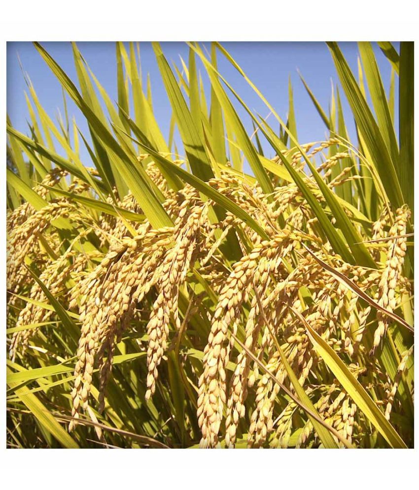 Ekgaon Raw Javaphool Rice 450 gm